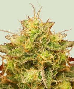 Domina - fem (Royal Queen)