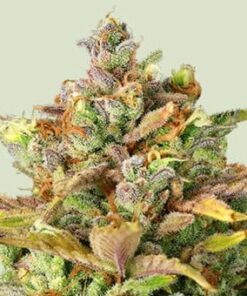 Sweet ZZ - fem (ryl)