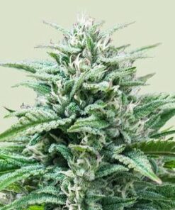 Trainwreck - auto (ryl)