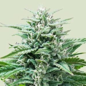 I vantaggi di coltivare semi di cannabis autofiorenti - Dutchfem