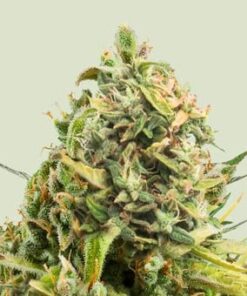 Trainwreck- fem (ryl)