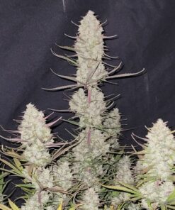 Tropicana Cookies - auto (Fast Buds)