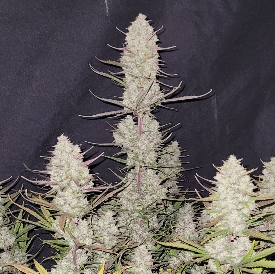 Tropicana Cookies - auto (Fast Buds)