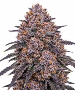 Grand Daddy Purple - fem (Monkey Seeds)