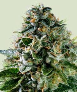 Corkscrew Auto - Tyson - (ryl)