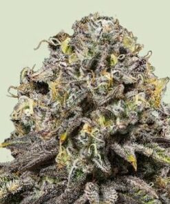 Dynamite diesel Tyson - fem (Royal Queen)