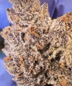 Fresh Pressed Runtz - (Tropicana x Strawnana) - fem (Purple City)