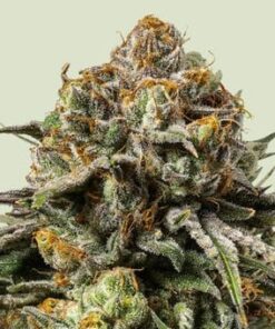 Gelato 44 Tyson - fem (Royal Queen)