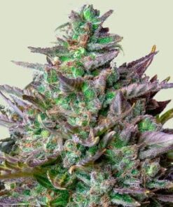 GOAT'lato Tyson - auto (ryl)