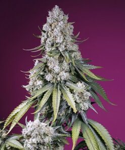 Jealousy Z XL Auto (Swt)