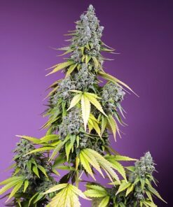 Jet Fuel Mandarine XL Auto (Swt)