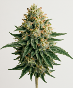 Moby Dick - fem (Monkey Seeds)