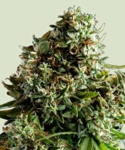 NYC Sour D Tyson - auto (ryl)