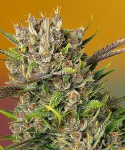 Papaya Zoap -auto (swt)