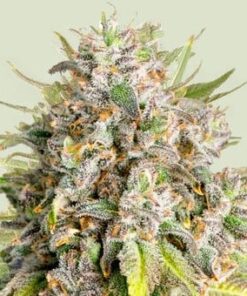 Punch Pie Tyson - fem (ryl)