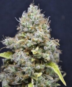 Skunk Haze - fem (Monkey Seeds)