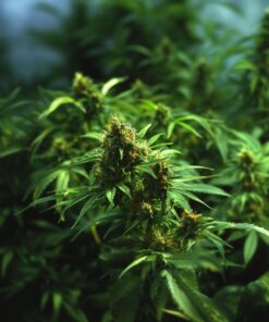 Mazar - fem (Monkey Seeds)