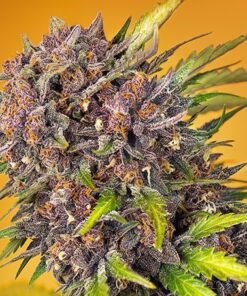 Diablo Rojo  XL -auto (Swt)