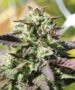 Chunkadelic - auto (Hsc)