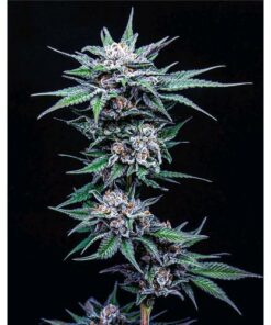 Blueberry Pancakes - fem (Hsc)