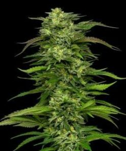 Dream Queen - auto (Hsc)