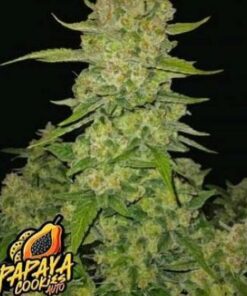 Papaya Cookies- auto (Fast Buds)