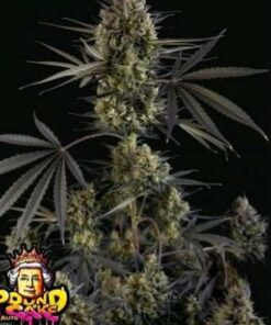 Pound cake- auto (Fast Buds)