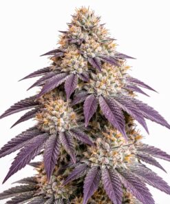Mimosa - fem (Monkey Seeds)