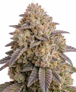 Wedding Cake - fem (Monkey Seeds)