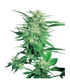 Big Bud - fem (Monkey Seeds)
