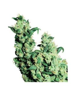 Jack Herer - fem (Monkey Seeds)