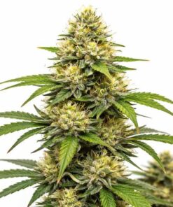 Lemon Haze XXL - fem (Monkey Seeds)