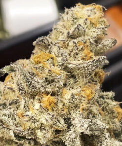 Chomsky - (The Bridge x Chimer Junky) - fem (Purple City)