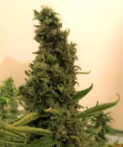 Gorilla - fem (Monkey Seeds)