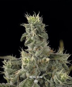Nicole Kush - fem (Monkey Seeds)
