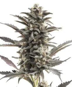Purple Punch - auto (Monkey Seeds)