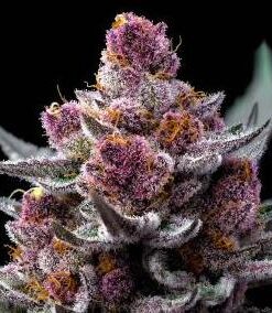 Cherry Poppers - fem (Barney's Farm)