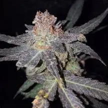 Strawberry Amnesia - auto (Monkey Seeds)