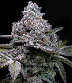Apple Fritter - fem (Barney's Farm)