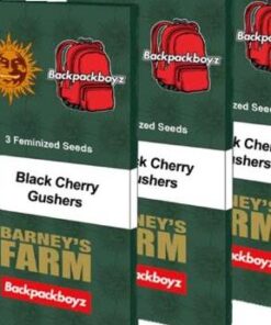 Black Cherry Gushers - fem (Barney's Farm)
