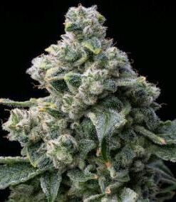 Bruce Banner - Fem (Barney's Farm)