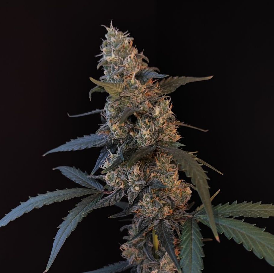 BubbleGum - auto (Fast Buds)