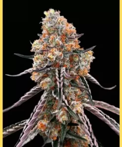 Gelato - fem (Monkey Seeds)