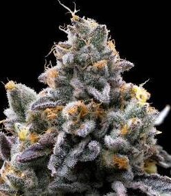 GMO Cookies - Fem (Barney's Farm)