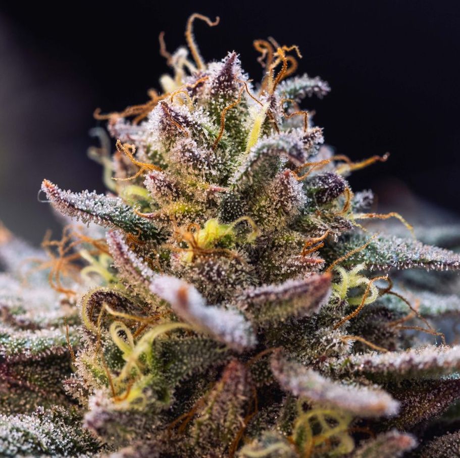 Gorilla Melon - fem (Fast Buds)