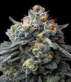 Jealousy - fem (Barney's Farm)