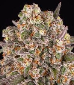 Limoncello - fem (Barney's Farm)