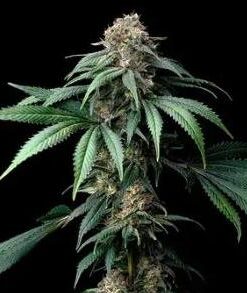 Mendo Breath - Fem (Barney's Farm)