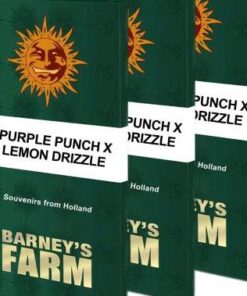 Purple Punch x Lemon Drizzle - Fem (Barney's Farm)