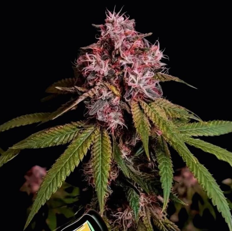 Rainbow Melon - fem (Fast Buds)
